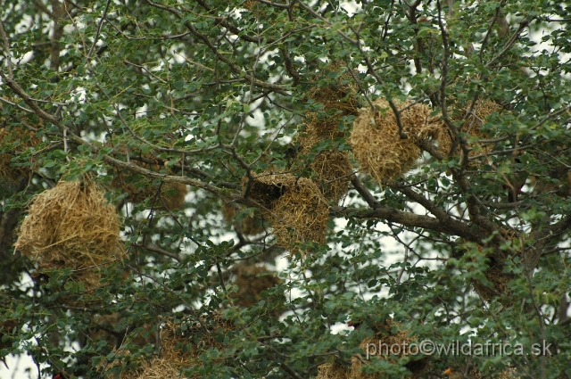 puku rsa 103.jpg - Weaver`s nests